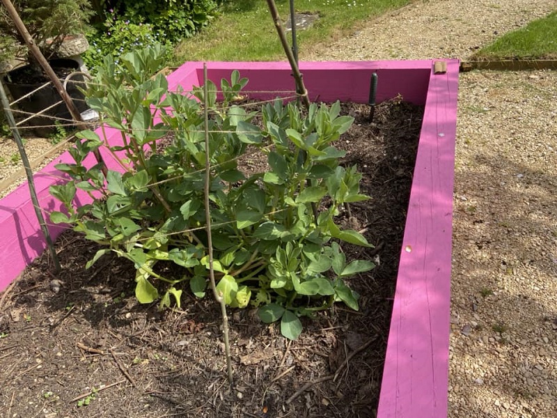The Orchards Garden Club